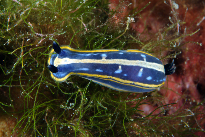 Hypselodoris fontandraui